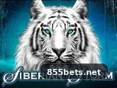 Estratégia de slots de alta volatilidade no 855bet